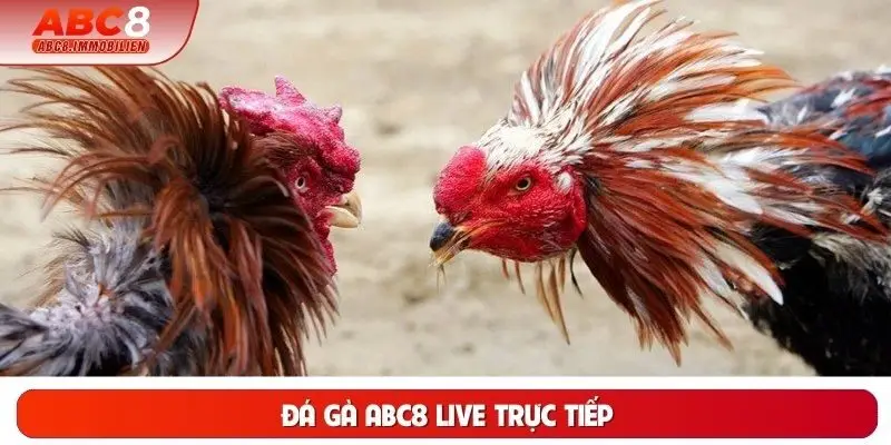 Đá Gà ABC8