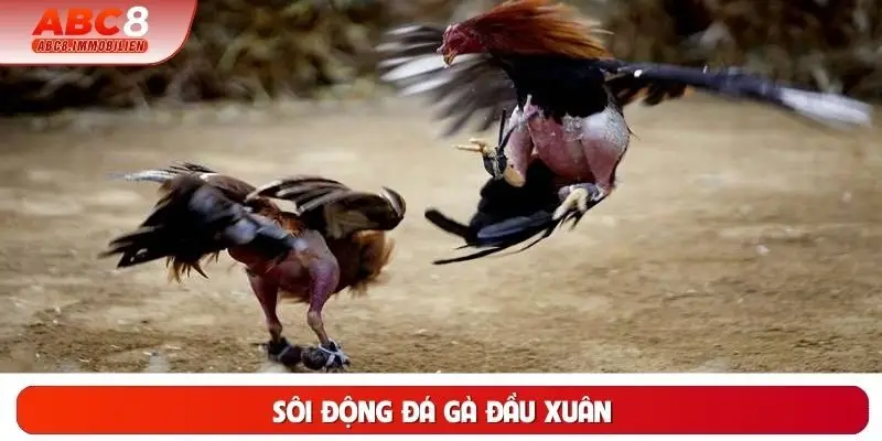 Sôi Động Đá Gà Đầu Xuân