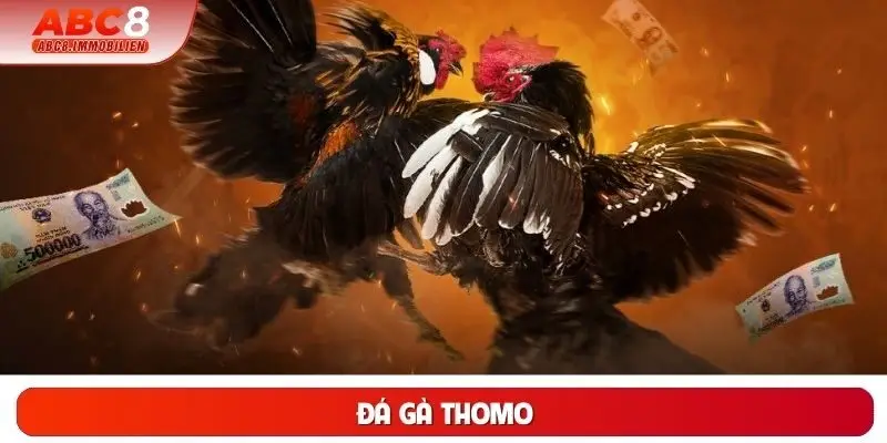 Đá gà Thomo